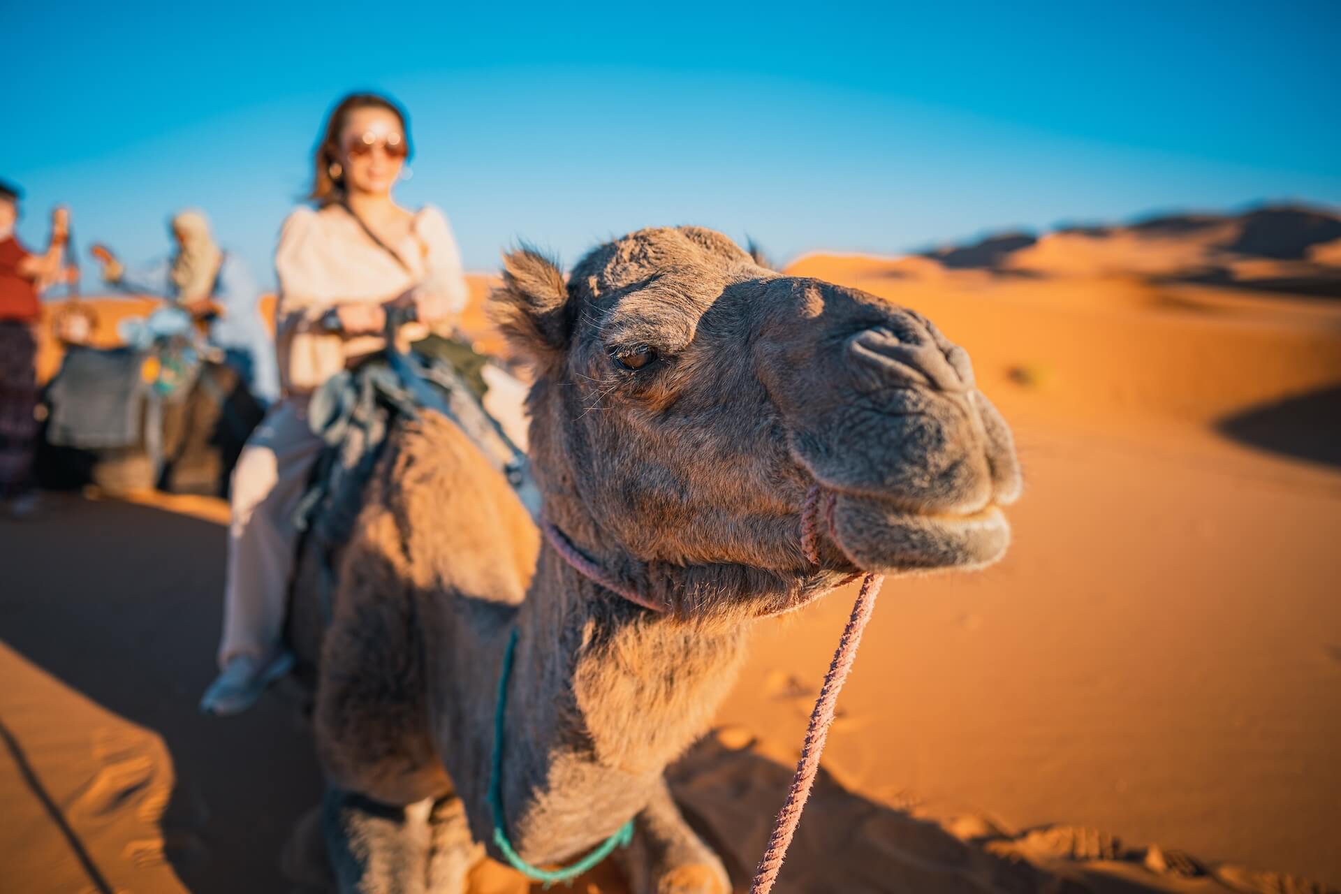 camel train